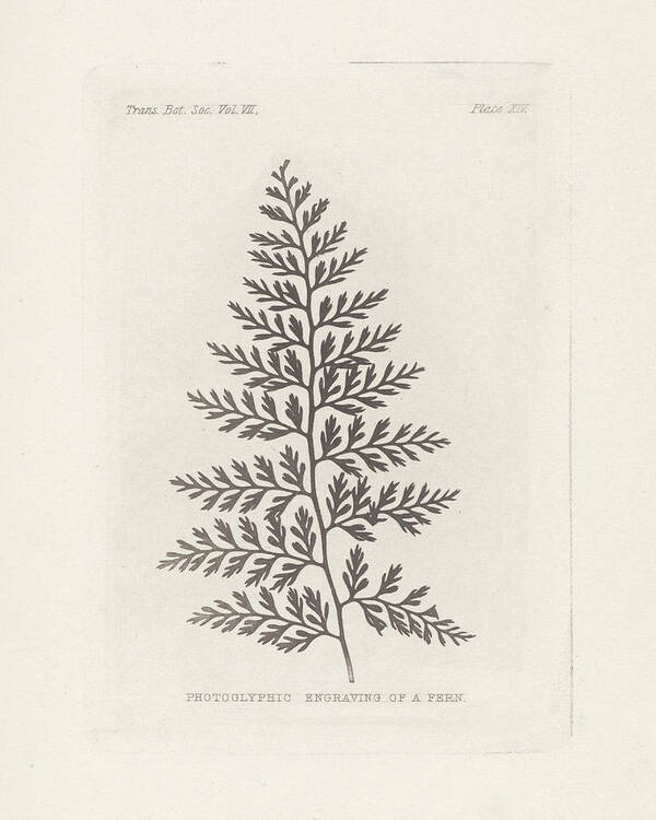 Aged Art Print featuring the mixed media Fern Engraving by Wild Apple Portfolio