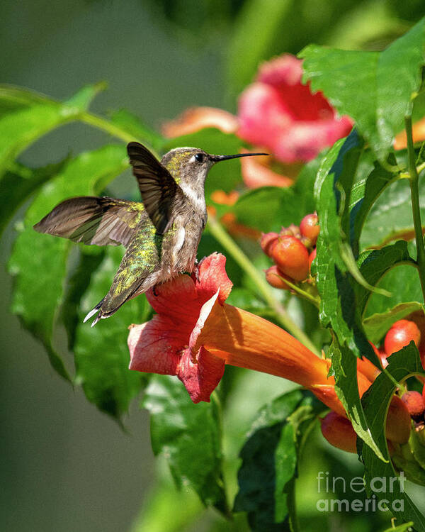 Hummingbird Art Print featuring the photograph Flower Perched Hummingbird by Timothy Flanigan