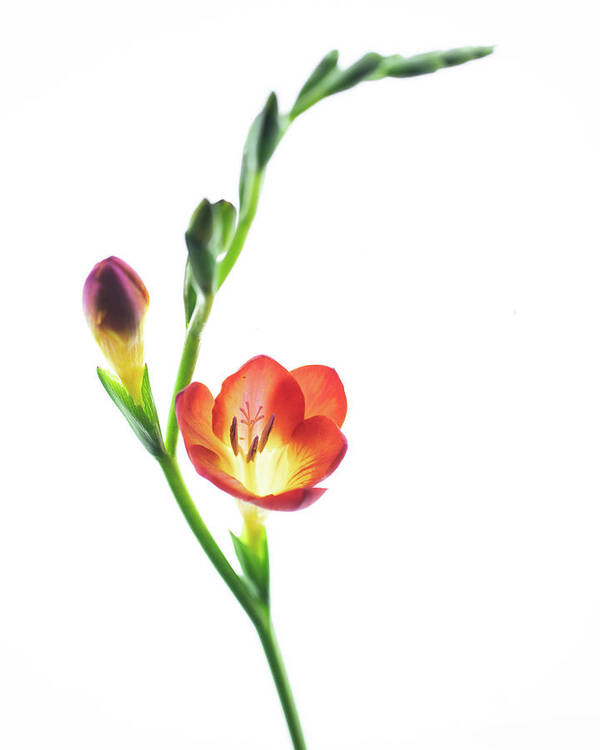 Flowers Art Print featuring the photograph Freesia 2 by Rebecca Cozart