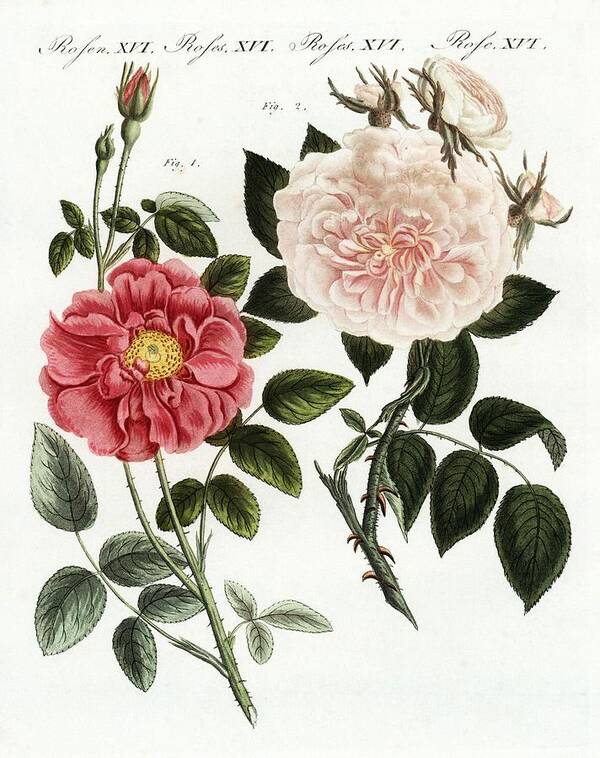 1790-1830 Art Print featuring the drawing French rose, Rosa gallica, and flesh-colored pink rose. By Friedrich Johann Bertuch. by Album