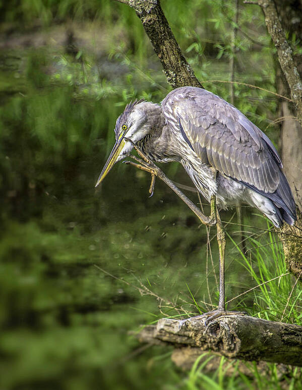 Birds Art Print featuring the photograph Great Blue Heron Itch by Donald Brown