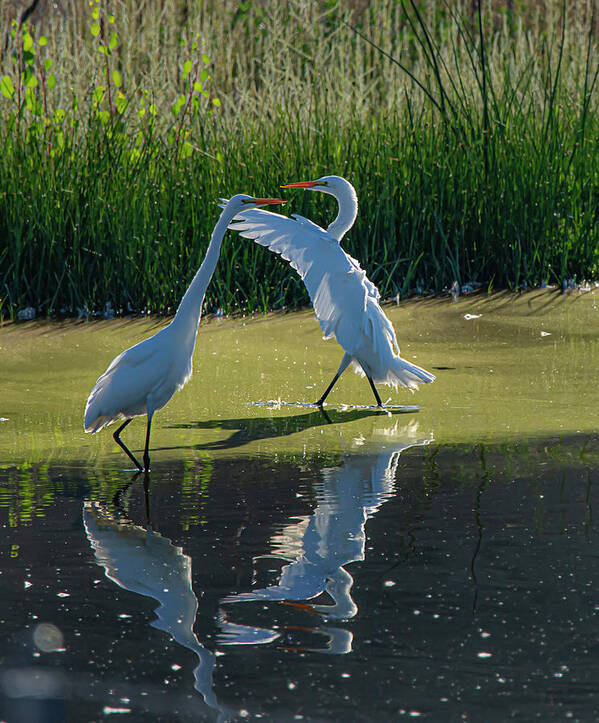 Great White Egret Art Print featuring the photograph Great White Egret 10 by Rick Mosher