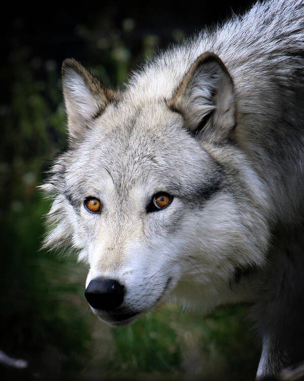 Animal Themes Art Print featuring the photograph Grey Wolf by Thanks! Steve Mckinzie
