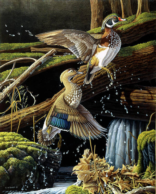 Two Wood Ducks Splashing In The Water Art Print featuring the painting Hidden Pool by Michael Budden