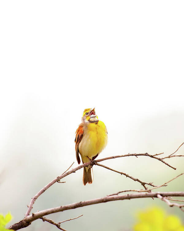 Nature Art Print featuring the photograph High Key Dickcissel by Jeff Phillippi