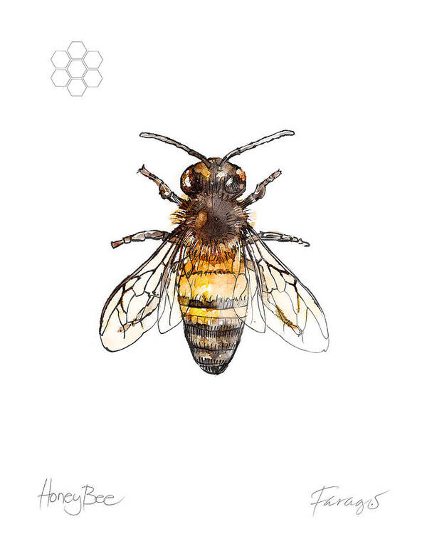 Honeybee Art Print featuring the drawing HoneyBee by Peter Farago