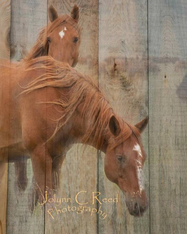  Art Print featuring the photograph Horses on Wood by Jolynn Reed