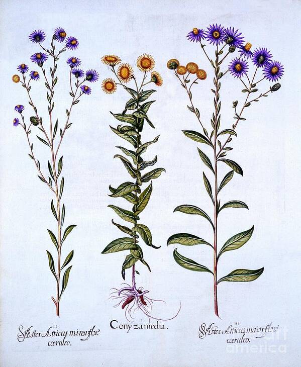 Europe Art Print featuring the drawing Horseweedbutterweedfleabane by Heritage Images