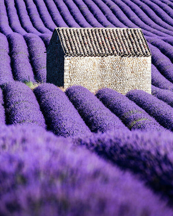 Provence Art Print featuring the photograph In Purple by Francesco Riccardo Iacomino