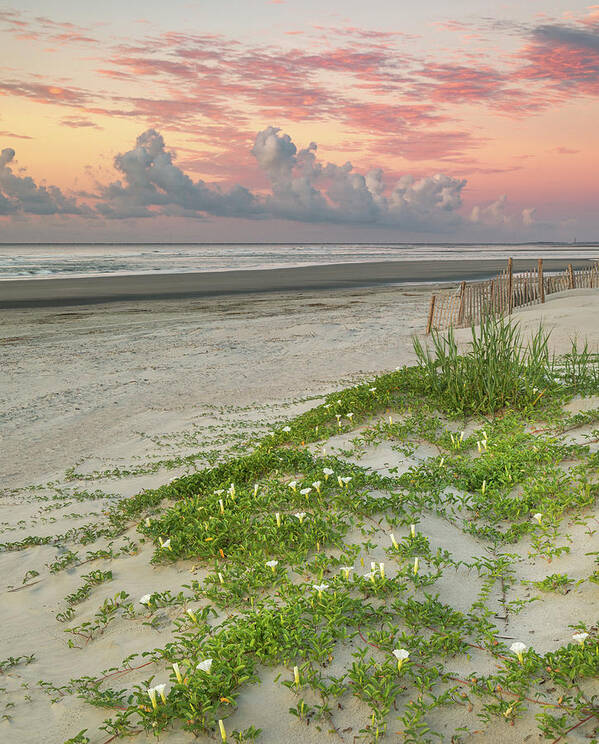 Isle Of Palms Art Print featuring the photograph Isle of Palms Beach Morning Colors by Donnie Whitaker