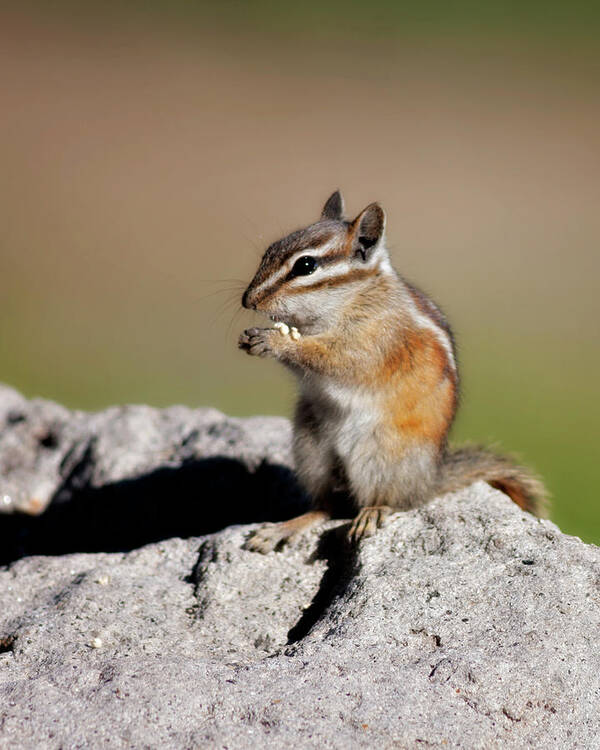 Alone Art Print featuring the photograph Just A Little Nibble by Lana Trussell