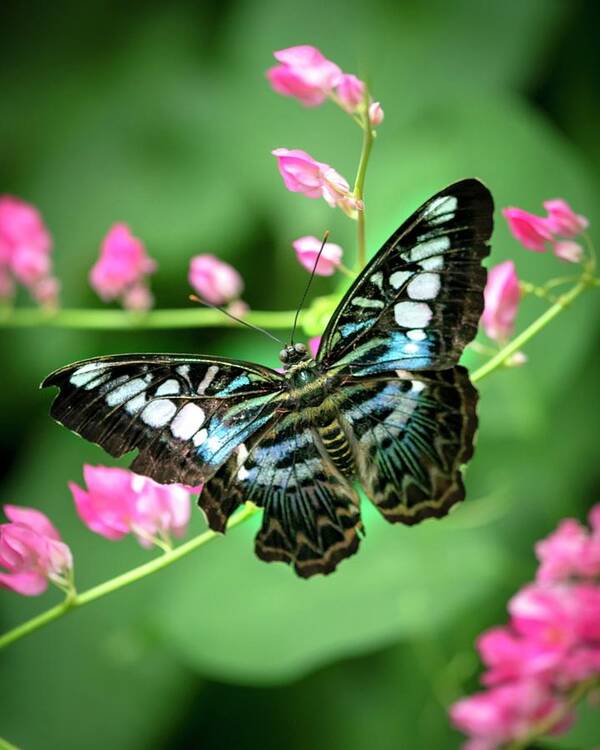 Butterfly Art Print featuring the photograph Just Resting by Harriet Feagin