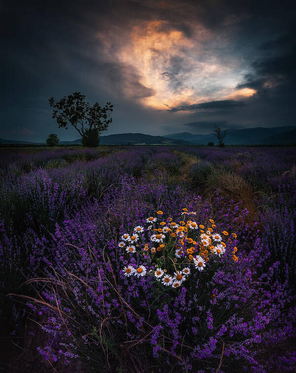 Sunset Art Print featuring the photograph Lavender Sunset by Jeni Madjarova
