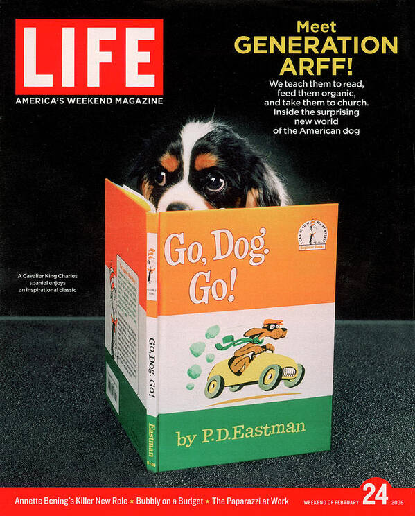 Cavalier King Charles Spaniel Art Print featuring the photograph LIFE Cover: February 24, 2006 by Chris Buck