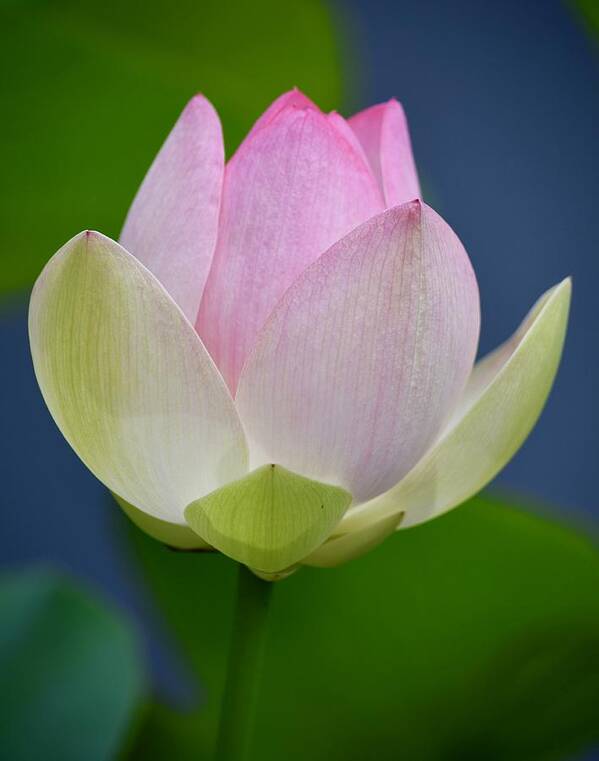 Lotus Art Print featuring the photograph Lovely Soft Lotus by Richard Bryce and Family