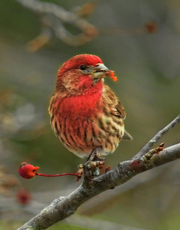 Wildlife Art Print featuring the photograph Male House Finch With Crabapple by Dale Kauzlaric