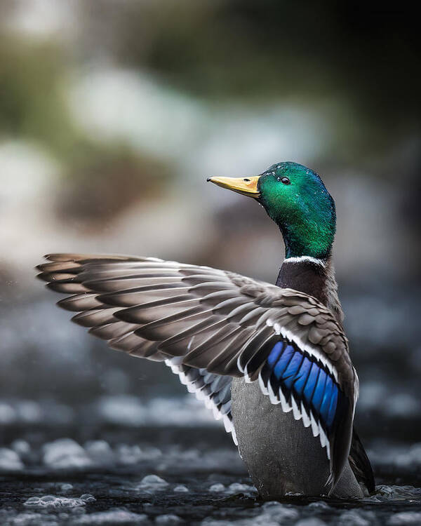 Mallard Art Print featuring the photograph Mallard Stretching by Magnus Renmyr