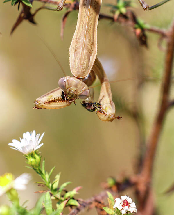 Mantis Art Print featuring the photograph Mantis and Fly by Michelle Wittensoldner