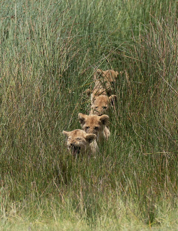 Africa Art Print featuring the photograph Follow the Leader by Patrick Nowotny