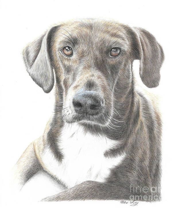 Dog Art Print featuring the drawing Mousse #2 by Mike Ivey