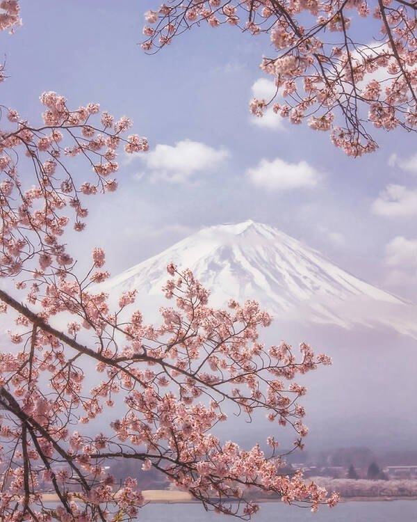 Cherry Blossom Art Print featuring the photograph Mt.fuji In The Cherry Blossoms by Makiko Samejima