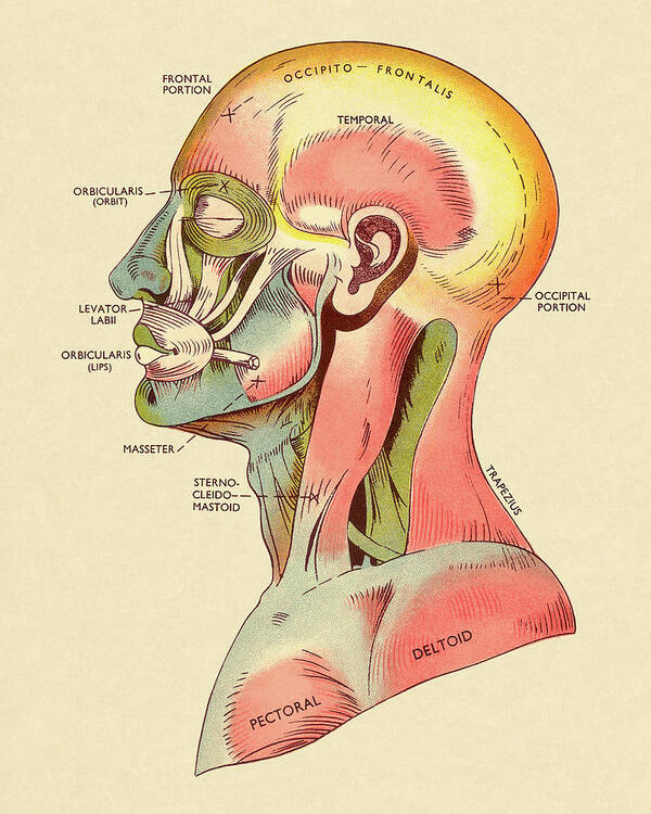 Anatomical Art Print featuring the drawing Muscles of The Head and Upper Body by CSA Images