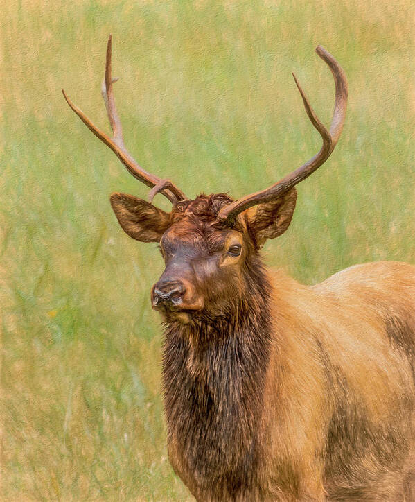 Elk Art Print featuring the photograph Oconaluftee Elk Portrait, Painterly by Marcy Wielfaert