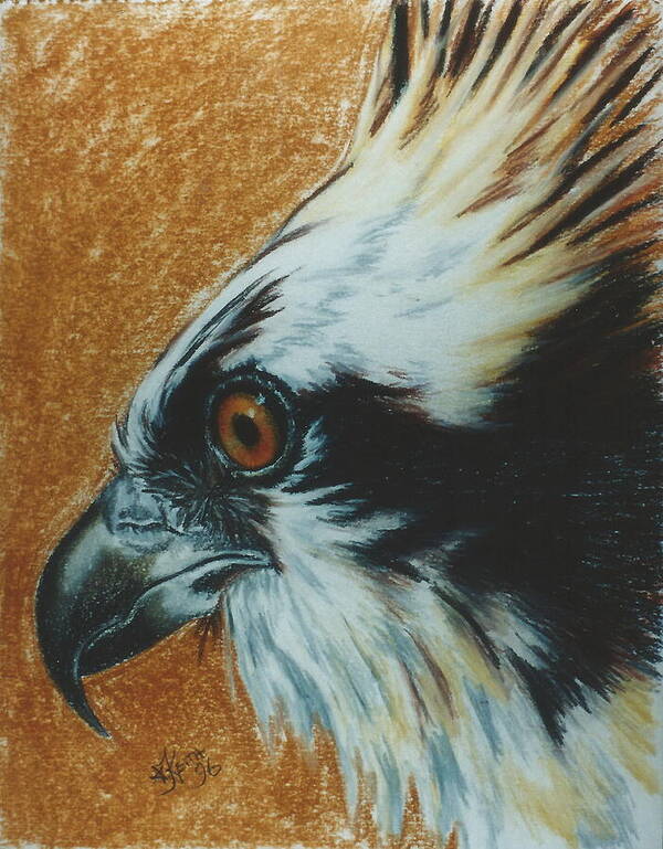 Bird Of Prey Art Print featuring the pastel Fish Hawk by Barbara Keith