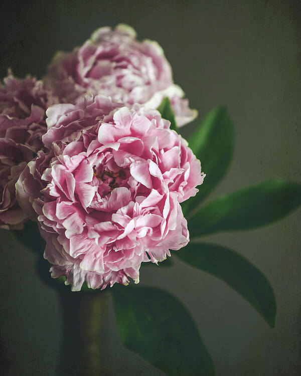 Peony Art Print featuring the photograph Peony 15 by Lupen Grainne