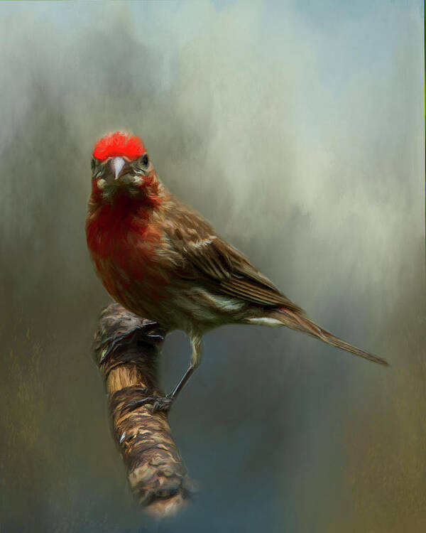 Avian Art Print featuring the photograph Portrait of a House Finch by Cathy Kovarik