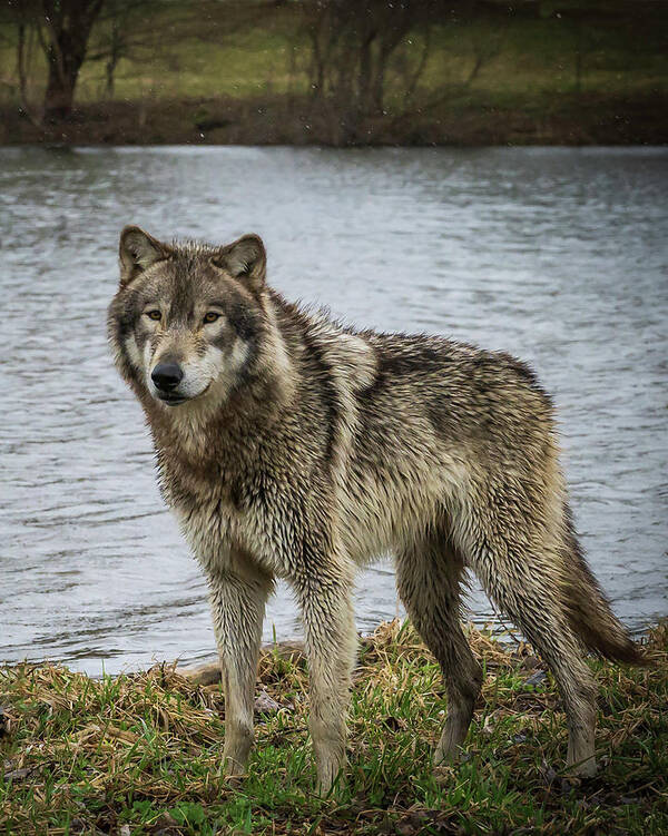 Wolves Wolf Art Print featuring the photograph Posing by the Water by Laura Hedien