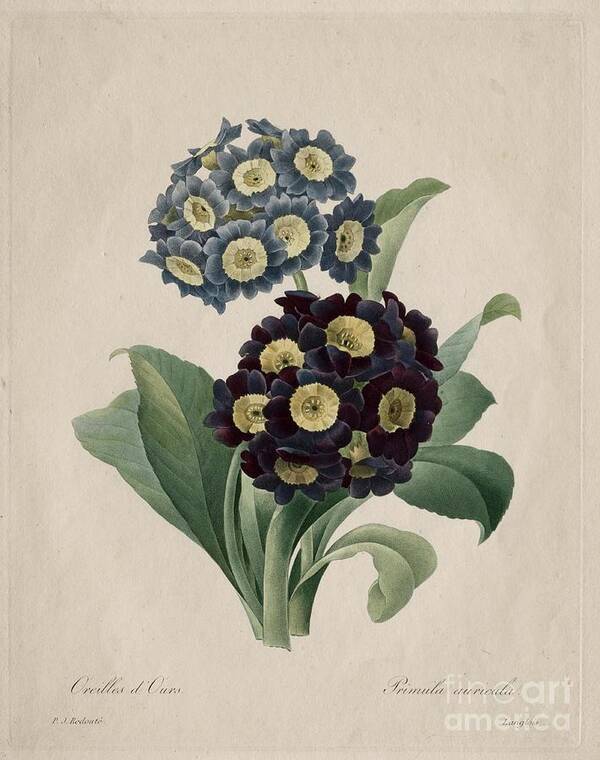 Primula Art Print featuring the drawing Primula Auricula by Heritage Images