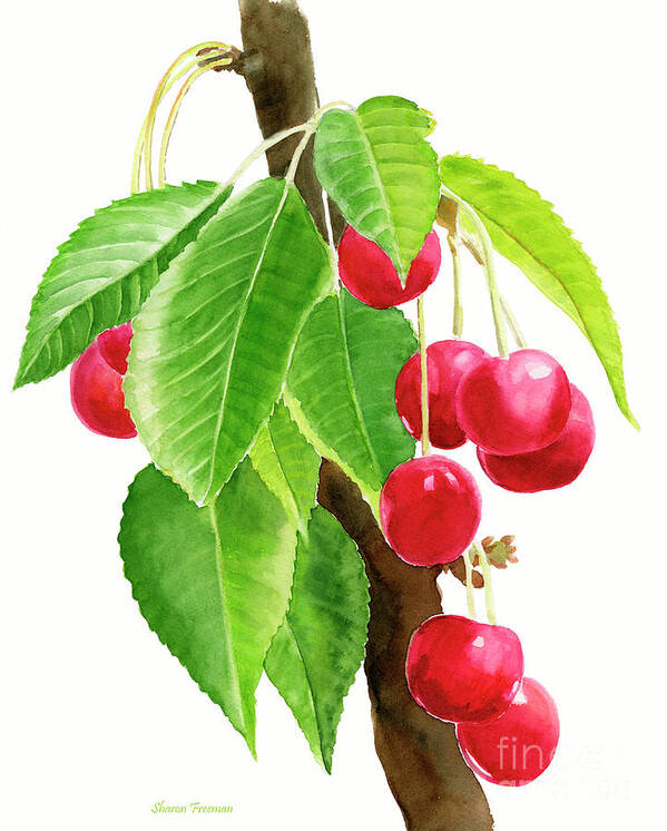 Red Art Print featuring the painting Red Cherries on a Branch by Sharon Freeman