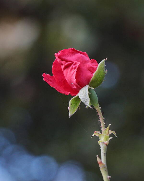 Rose Art Print featuring the photograph Rose Bud 3328 by John Moyer