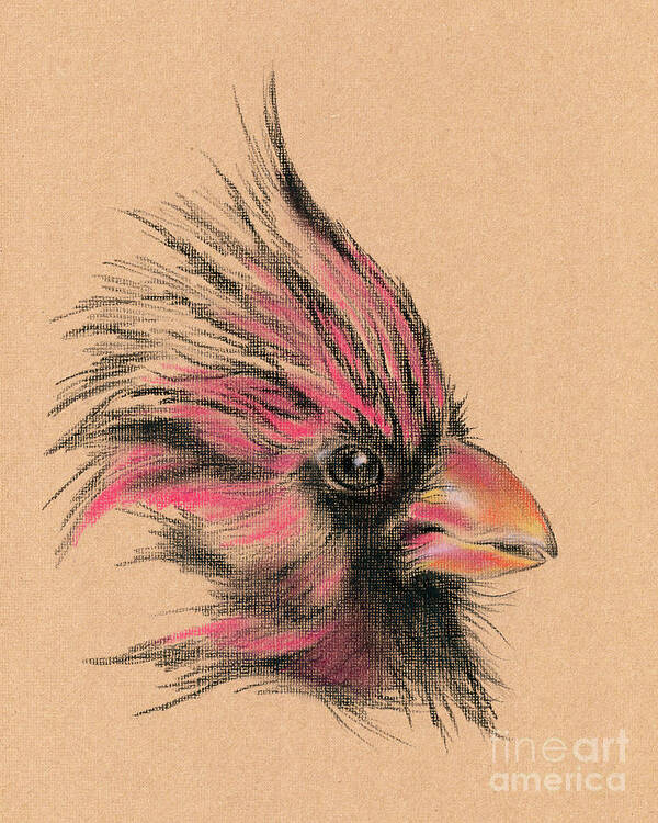 Bird Art Print featuring the drawing Rustic Cardinal Portrait by MM Anderson