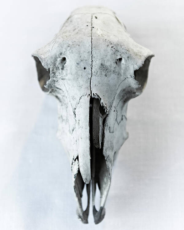 Sheep Skull Art Print by Adrian Green 