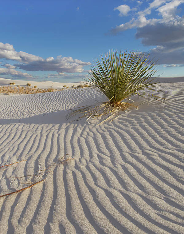 00557659 Art Print featuring the photograph Soaptree Yucca, White Sands Nm, New Mexico by Tim Fitzharris