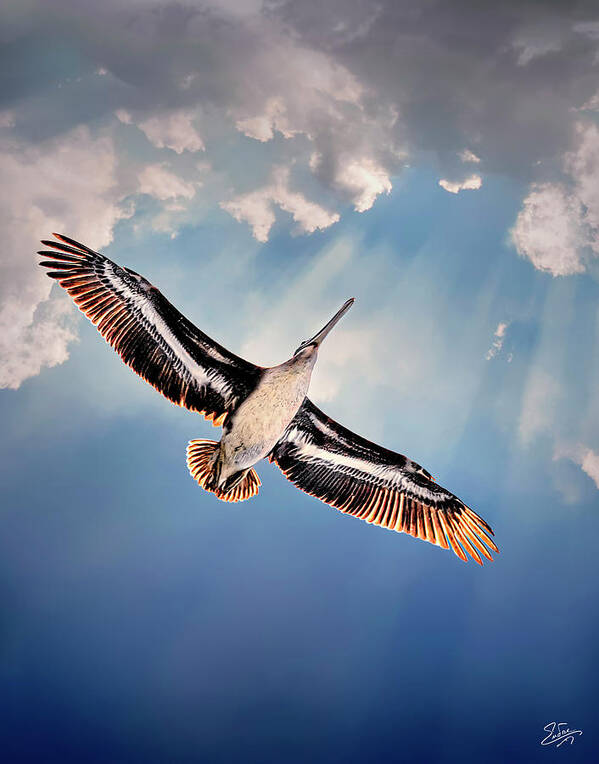 Soaring Art Print featuring the photograph Soaring Overhead by Endre Balogh