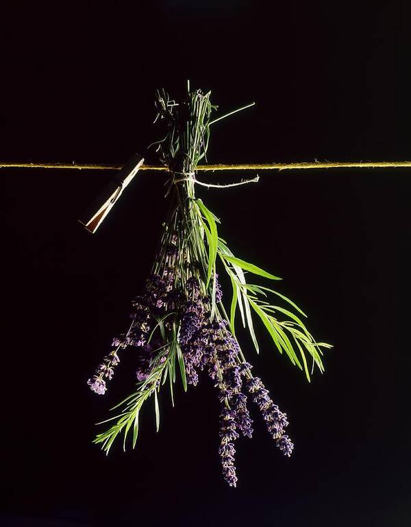 Ip_11215815 Art Print featuring the photograph Sprigs Of Lavender And Rosemary Attached To The Washing Line by Michael Wissing