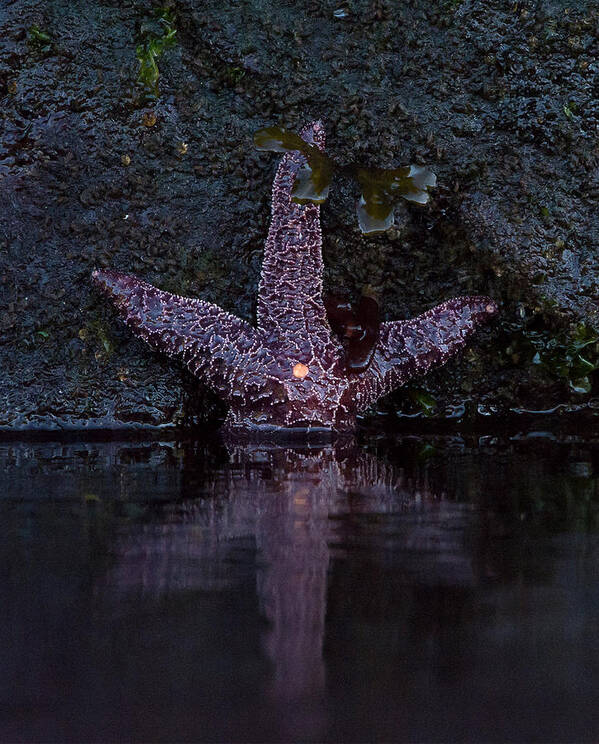 Sea Star Art Print featuring the photograph Star Light by Patrick Nowotny