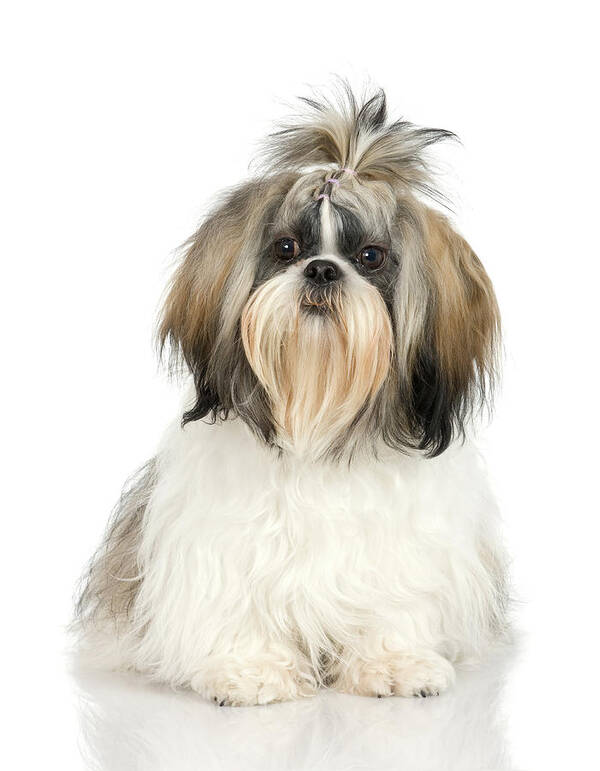 Pets Art Print featuring the photograph Studio Portrait Of Shih Tzu Dog by Jupiterimages