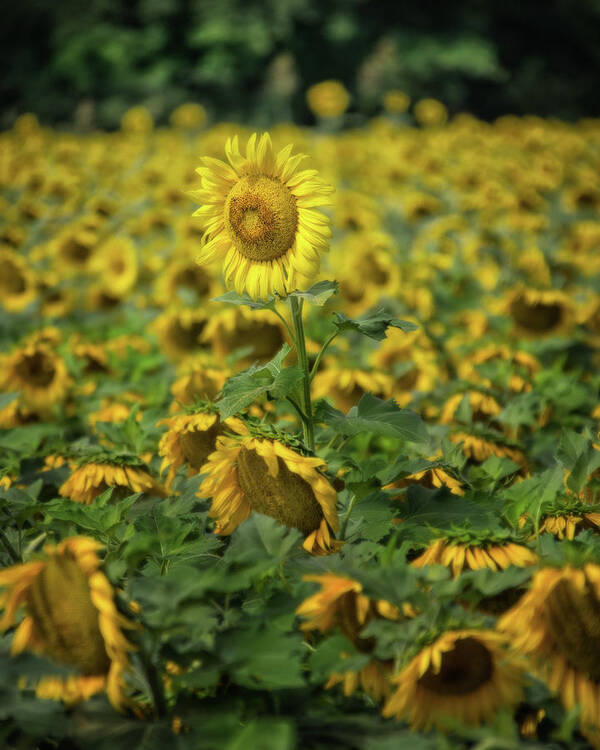 Sunflower Art Print featuring the photograph Sunflower 2 by Jolynn Reed