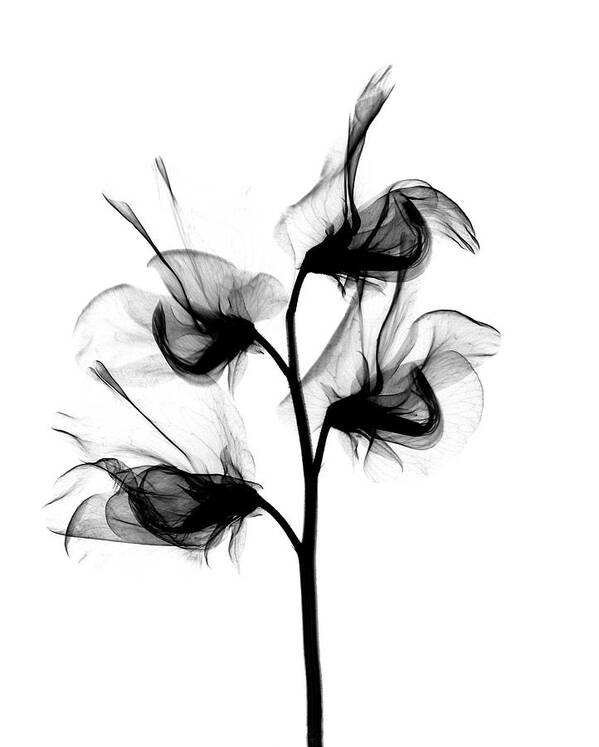 X-ray Of Sweet Pea Art Print featuring the photograph Sweet Pea X-ray by Bert Myers