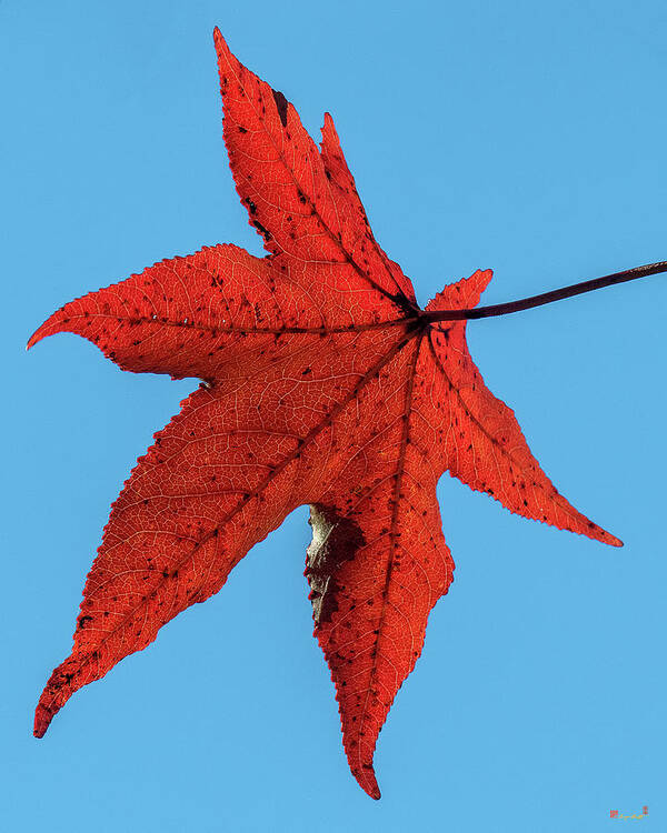 Sweetgum Family Art Print featuring the photograph Sweetgum Leaves DF008 by Gerry Gantt