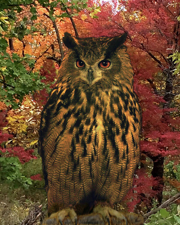 Owl Art Print featuring the digital art Swoop by Steve Karol