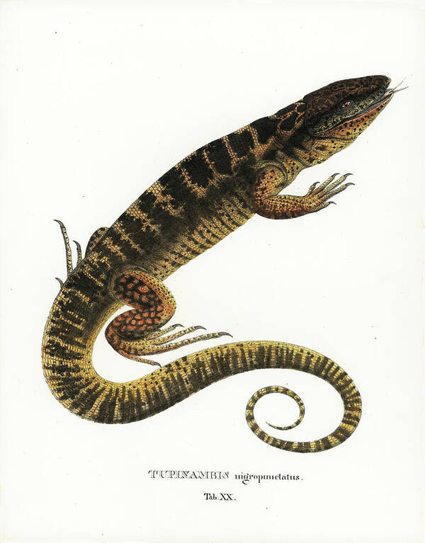Lizards Art Print featuring the drawing Tegu by Philippe Schmid