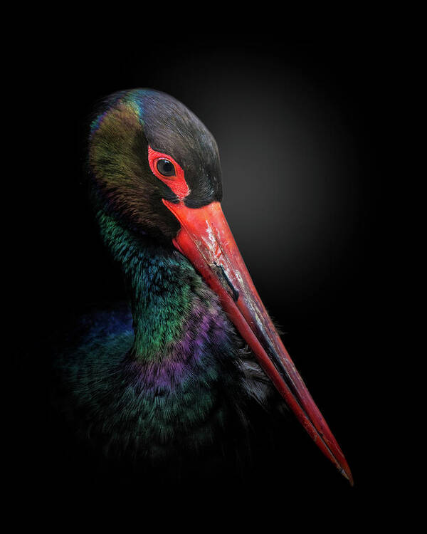 Animal Art Print featuring the photograph The Black Stork by Fegari