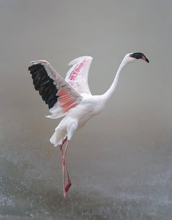 Cute Art Print featuring the photograph The Pink Lesser Flamingo by Krystina Wisniowska