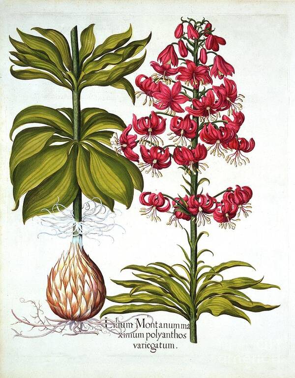 Nuremberg Art Print featuring the drawing Turks Cap Lily by Heritage Images