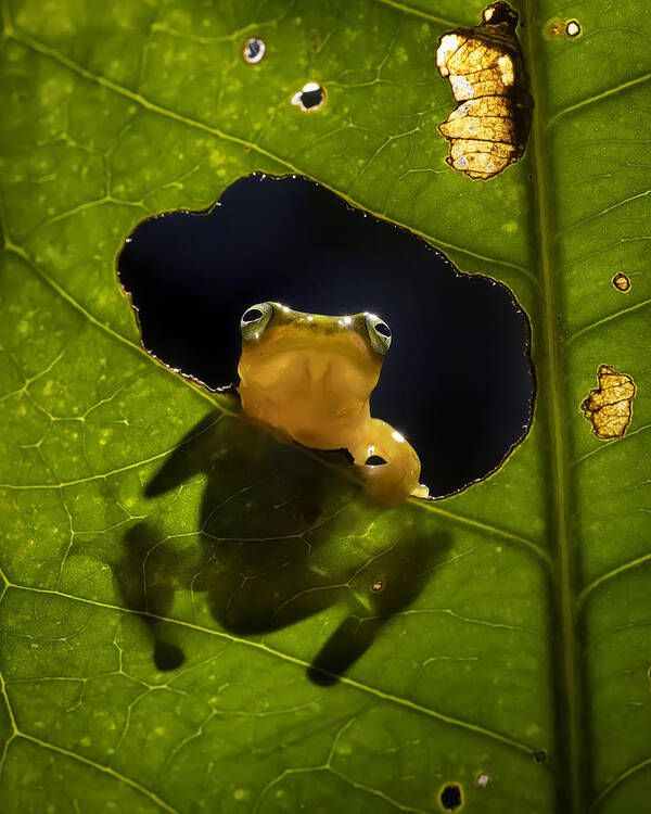 Frog Art Print featuring the photograph Waiting Leaning On Window by Tantoyensen